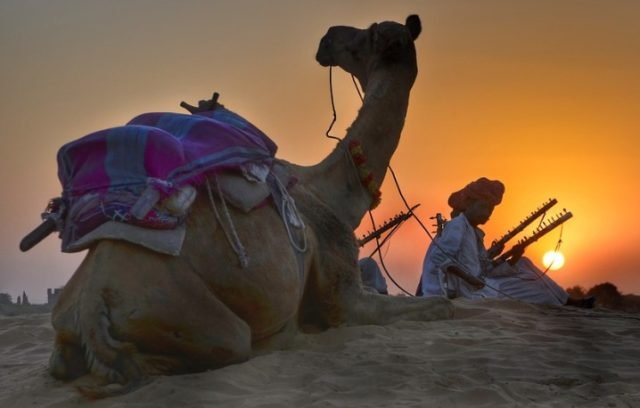 kamila Kamila pustinjska ladja