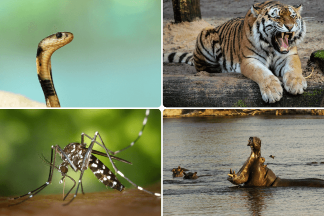 najopasnije-zivotinje-na-svetu