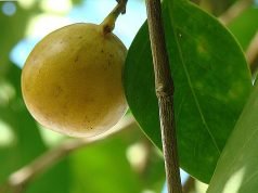 Mančinel – najotrovnije drvo na svetu Najotrovnije drvo na svetu