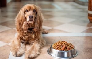 Orijen hrana za pse: biološki prilagođena ishrana